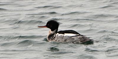Red-breasted Merganser