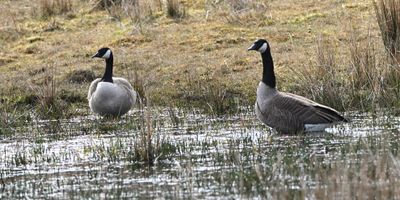 Canada Goose