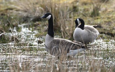 Canada Goose