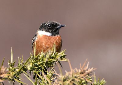 Stonechat