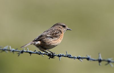 Stonechat