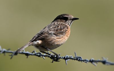 Stonechat