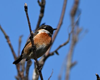 Stonechat
