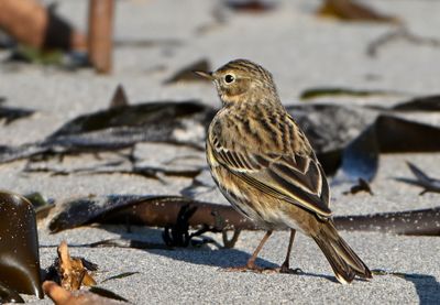Meadow Pipit