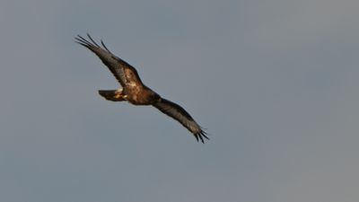 Buzzard