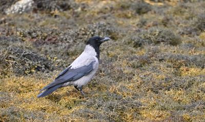Hooded Crow