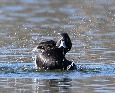 Tufted Duck
