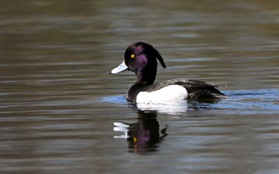 Tufted Duck