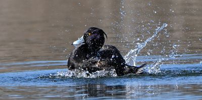 Tufted Duck