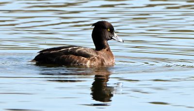 Tufted Duck