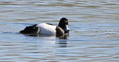 Tufted Duck