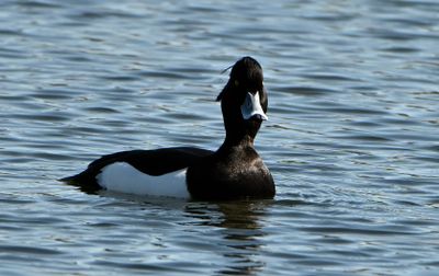 Tufted Duck