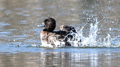 Tufted Duck