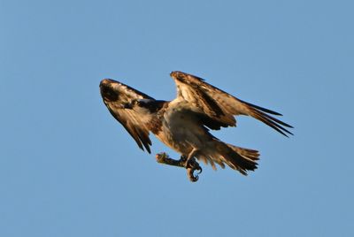 Osprey