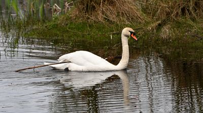 Mute Swan