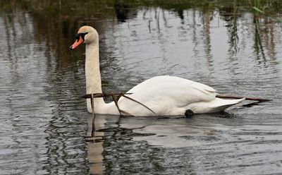 Mute Swan