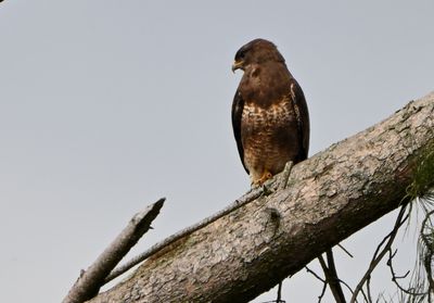 Buzzard