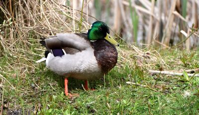 Mallard