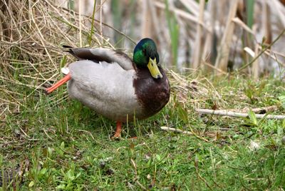 Mallard