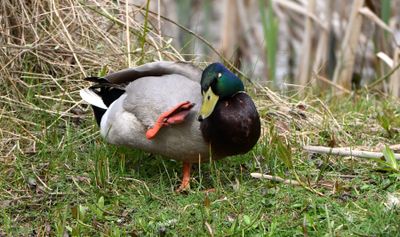 Mallard