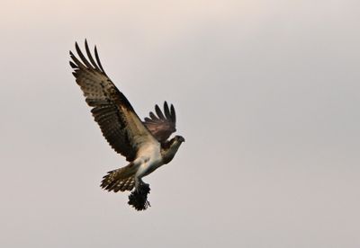 Osprey