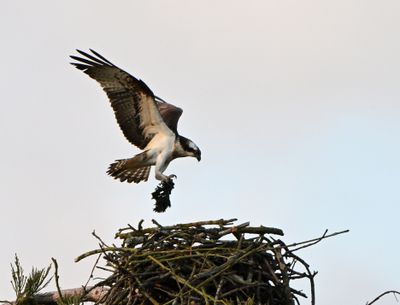 Osprey
