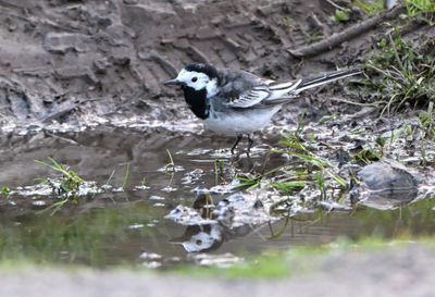 Pied Wagtail