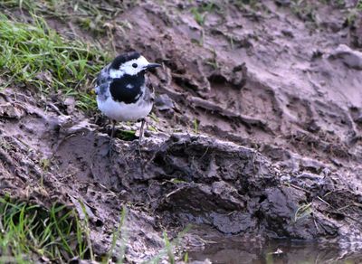 Pied Wagtail