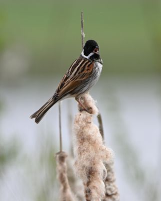 Reed Bunting
