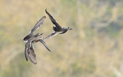 Gadwall