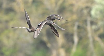 Gadwall