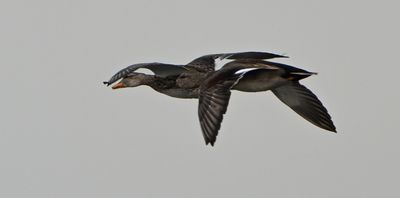 Gadwall