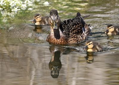 Mallard
