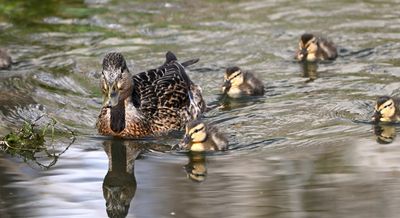 Mallard