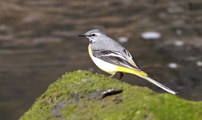 Grey Wagtail