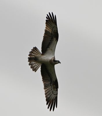 Osprey