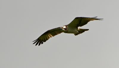 Osprey
