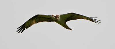 Osprey