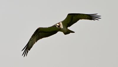 Osprey