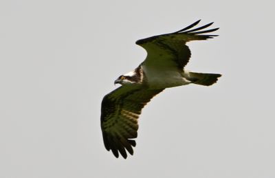 Osprey