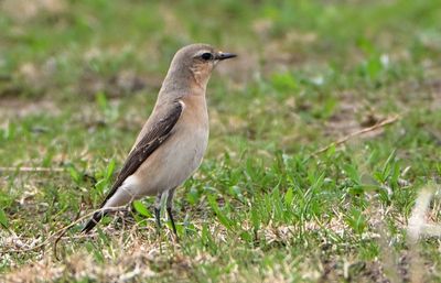 Wheatear