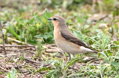 Wheatear
