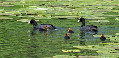 Coot