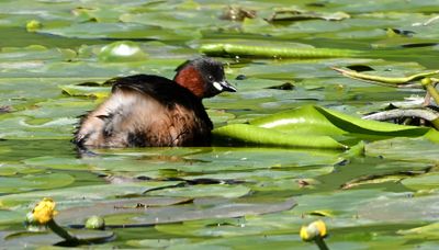 Little Grebe