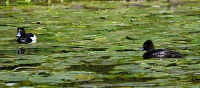 Tufted Duck