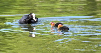 Coot