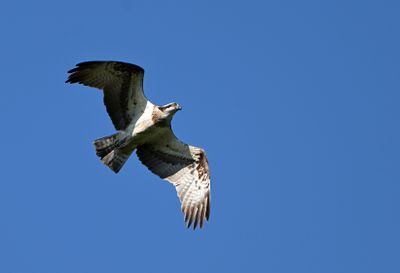 Osprey