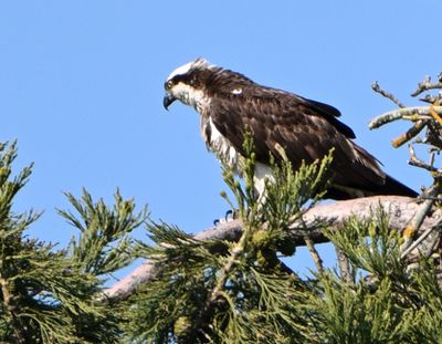 Osprey