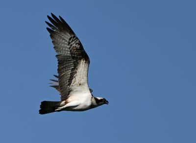 Osprey