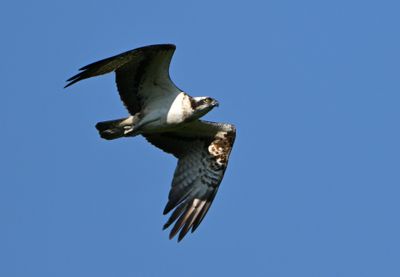 Osprey